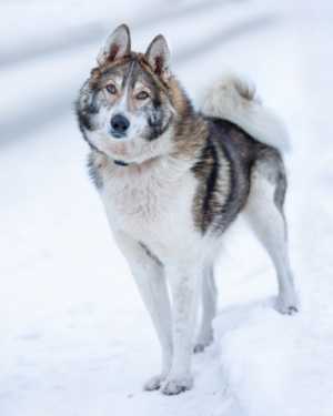 Доцент ищет дом