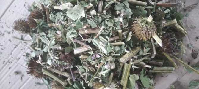 Трава Эхинацеи сушеная