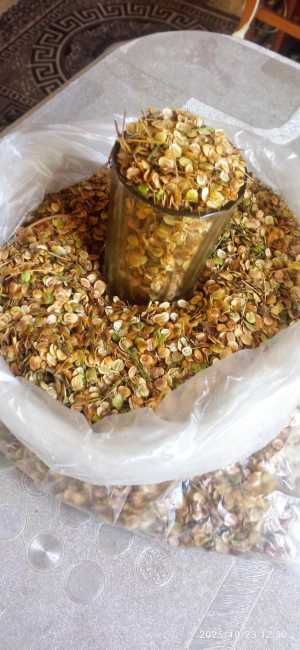 Семена пастернака