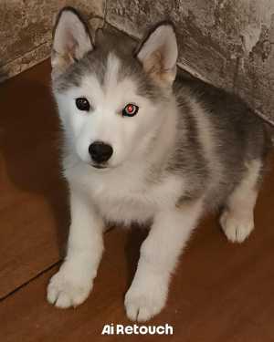 Сибирская хаска.