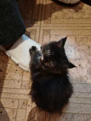 Продаю в добрые руки кошку и котёнка.