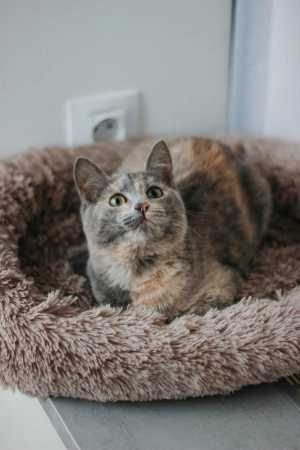 Котенок подросток Фаня ласковая ищет дом