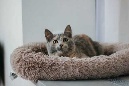 Котенок подросток Фаня ласковая ищет дом