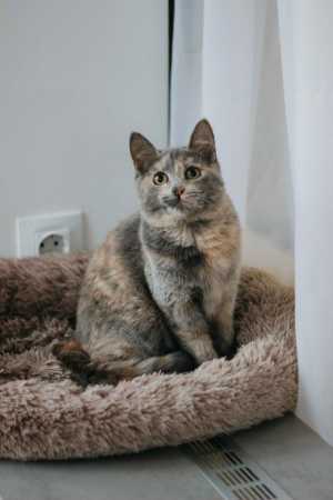 Котенок подросток Фаня ласковая ищет дом