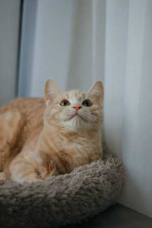 Рыжий котенок подросток Лунтик ищет дом