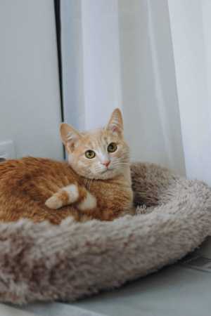 Рыжий котенок подросток Лунтик ищет дом