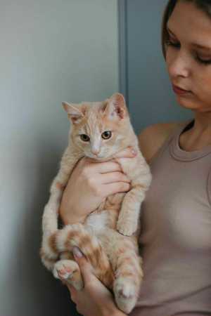 Рыжий котенок подросток Лунтик ищет дом