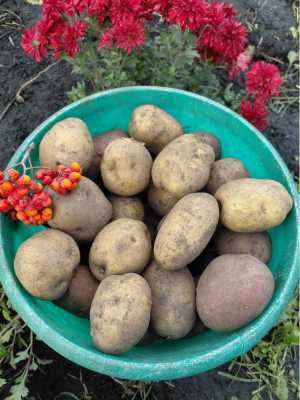Продам картофель