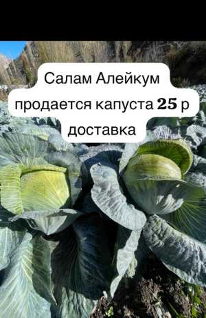 Капуста