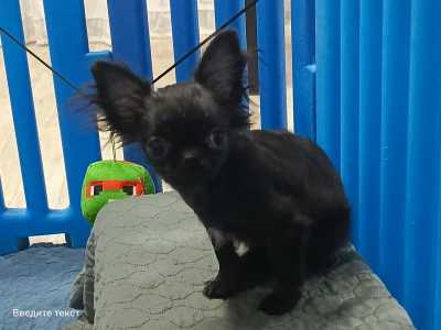 Мини чихуахуа