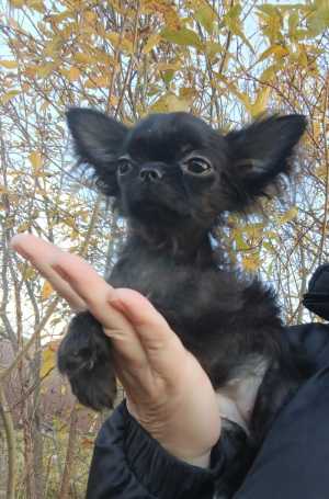 Мини чихуахуа