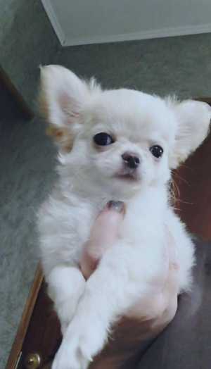 Мини чихуахуа