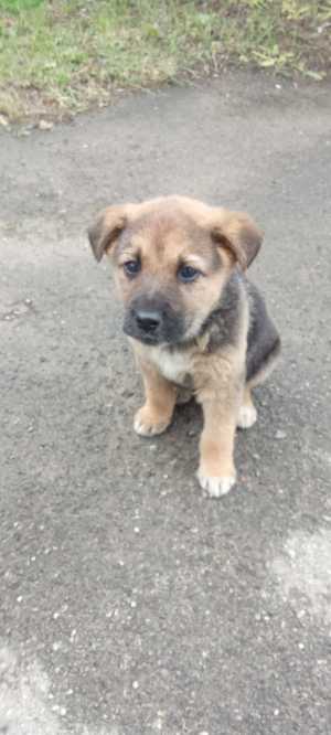 Щенок в добрые руки