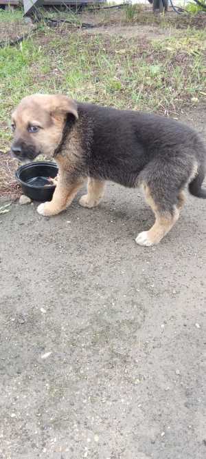 Щенок в добрые руки