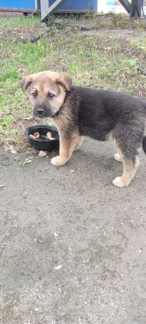 Щенок в добрые руки