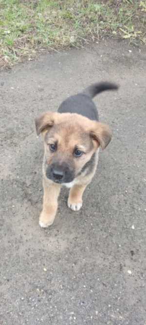 Щенок в добрые руки