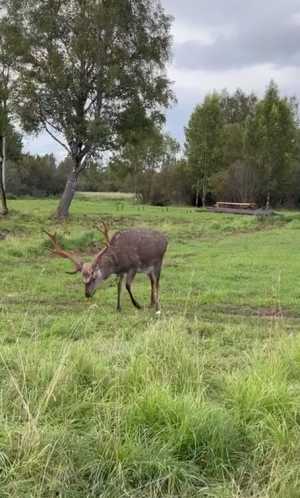Продается вольерное хозяйство в Ярославской области