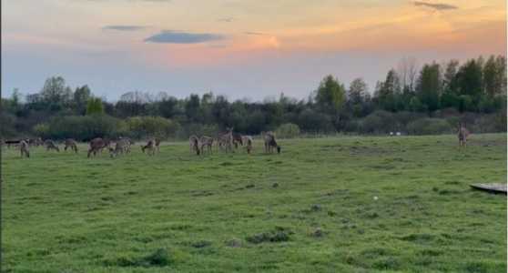 Продается вольерное хозяйство в Ярославской области