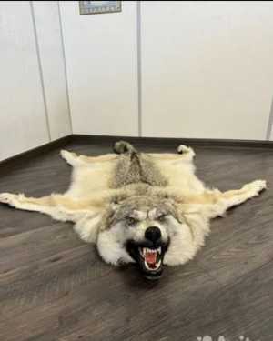 Чучело волка