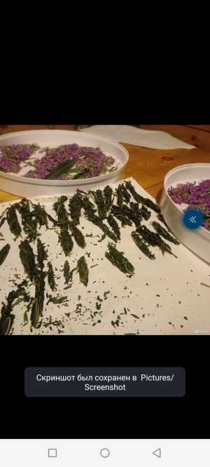 Травы, чаи, сборы