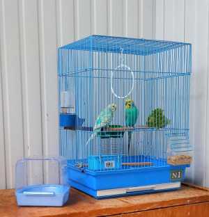 Волнистые попугайчики с клеткой