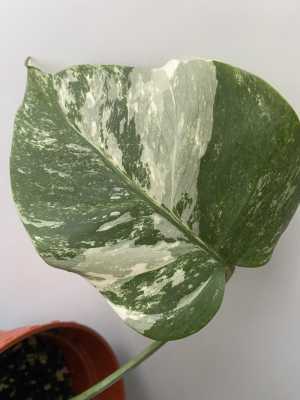 Монстера Альба вариегатная