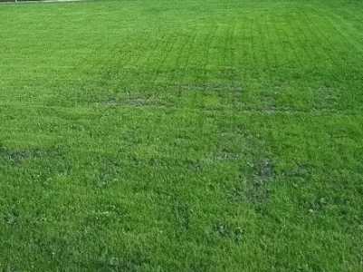 ������ �������� ����� DLF TRIFOLIUM