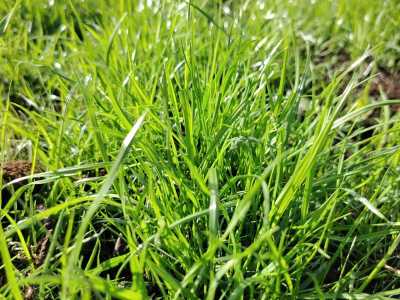 ������ �������� ����� DLF TRIFOLIUM