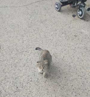 � ������ ����