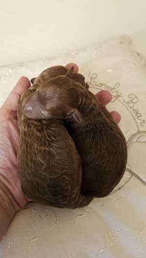 ����� �������� ������