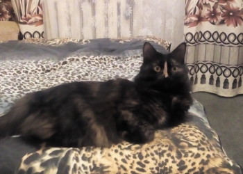 Отдам в хорошие руки