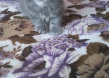 британские котята