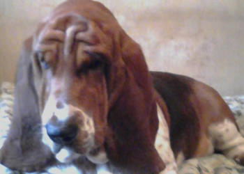 Бассет Хаунд ищет подругу для вязки.