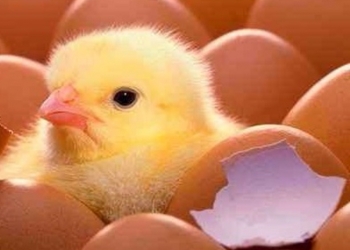 Суточные цыплята