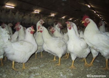 бройлеры на мясо