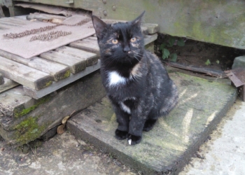 Котёнок