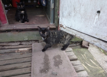 Котёнок