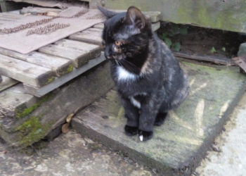 Котёнок