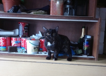 Котёнок