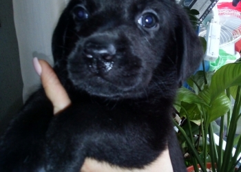 Щенки лабрадора