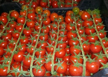 Продажа Огурцов, Помидоров Черри, Моркови оптом