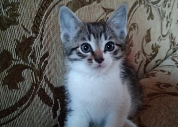 Котята в дар