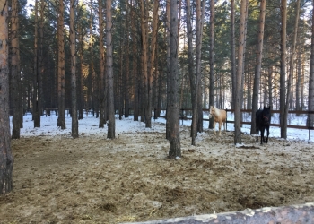 Продам конюшню