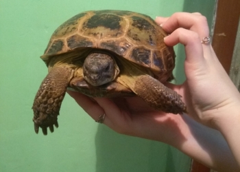 Сухопутная черепаха