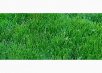 Овсяница тростниковая