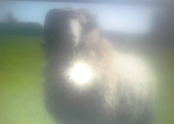 Баран племенной