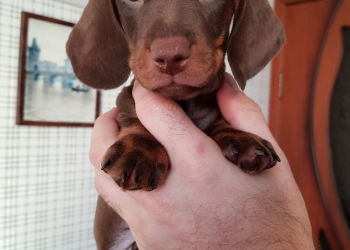 Щенки таксы кофейного окраса с документами