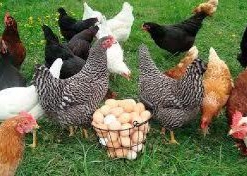 Куры молодки рыжие,белые