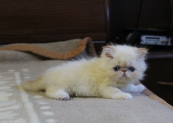 Персидские котята