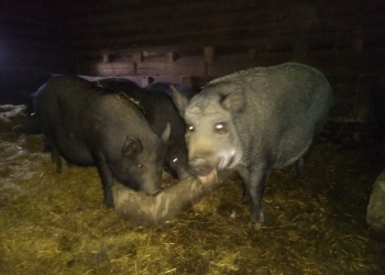 Вьетнамские поросята на мясо